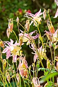 mac kana Columbine hybrid, Aquilegia x cultorum McKana Hybrid, flowers