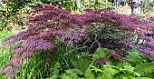 Japanese maple, Acer palmatum Garnet and Ostrich fern, Matteuccia struthiopteris, Parc Floral de Vincennes, Paris, France