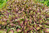 Red barrenwort, Epimedium rubrum, foliage
