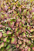 Red barrenwort, Epimedium rubrum, foliage