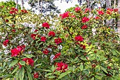 Rhododendron Mosers Maroon in bloom