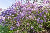 Persian Lilac, Syringa persica, in bloom