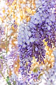 Wisteria (Wisteria sinensis)