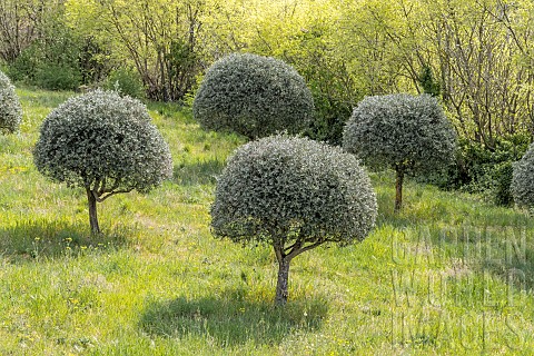Olive_trees_Olea_europaea_trained_into_ball_shape_Gard_France