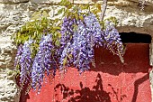 Wisteria (Wisteria sinensis) clusters flowering over red door, Uzss, Gard, France