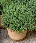 Thyme plant (Thymus vulgaris) in pot