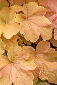 Heuchera Caramel