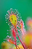 Long-leaved Sundew (Drosera intermedia) with catched midges, Tourbière de Mathon national nature reserve, manche, Normandy, France