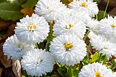 English Daisy, Bellis perennis Bam Bam White, flowers