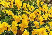 Rebel Yellow Pansy, Viola Rebel Yellow, flowers