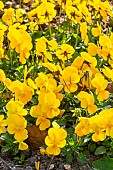 Rebel Yellow Pansy, Viola Rebel Yellow, flowers