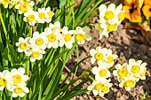 Miniature Cream Daffodil, Narcissus tazetta Minnow, flowers