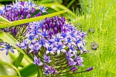 Portuguese Squill, Scilla peruviana, flowers