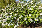 Korean Spice Viburnum, Viburnum carlesii, in bloom