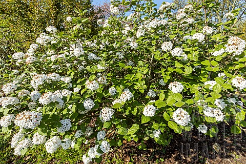 Korean_Spice_Viburnum_Viburnum_carlesii_in_bloom