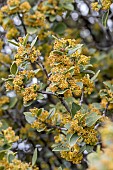 Mediterranean buckthorn (Rhamnus alaternus) flowering, Gard, France