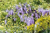 Lady Banks rose (Rosa banksiae Lutea), Wisteria (Wisteria sinensis) and Glaucous scorpion-vetch (Coronilla glauca) in bloom