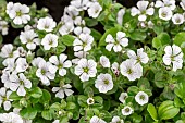 Mouse-eared gypsophila (Gypsophila cerastioides)