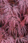 Japanese Maple (Acer palmatum dissectum) Garnet foliage in spring