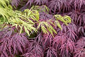 Japanese Maple foliage in spring, Acer palmatum dissectum Viridis and Acer palmatum dissectum Garnet