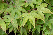 Japanese Maple (Acer palmatum) Osakazuki foliage in spring