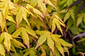 Japanese Maple (Acer palmatum) Ueno Yama foliage in spring