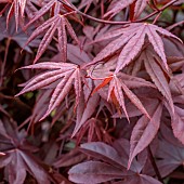 Japanese Maple (Acer palmatum) Bloodgood foliage in spring