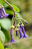 Flowers of Giant Iochroma (Iochroma grandiflorum), detail, Liguria, Italy