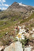 Edelweiss (Leontopodium alpinum) growing between rocks with a little guest, mountain burnet (Zygaena exulans), Gran Paradiso national park, Piedmont, Italy