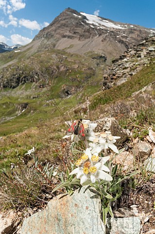 Edelweiss_Leontopodium_alpinum_growing_between_rocks_with_a_little_guest_mountain_burnet_Zygaena_exu