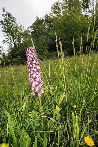 Portrait_of_Lady_orchid_Orchis_purpurea_growing_in_the_meadow_Liguria_Italy
