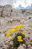 Alpine or dwarf poppy (Papaver alpinum subsp. rhaeticum) growing in high altitude habitat, Trentino, Italy