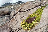 Musky Saxsifrage (Saxifraga moschata) growing in its high altitude habitat, Austria