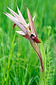 Long-lipped serapias (Serapias vomeracea) growing in meadow, Piedmont, Italy