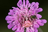 Female of crab spider (Thomisus onustus) camouflaged on field scabious (Knautia arvensis) waiting for prey, Liguria, Italy