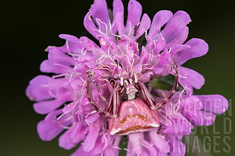 Female_of_crab_spider_Thomisus_onustus_camouflaged_on_field_scabious_Knautia_arvensis_waiting_for_pr