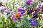 Pasque Flower, Pulsatilla vulgaris, flowers