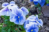 Pansy, Viola wittrockiana Celestial Blue, Viola wittrockiana Macule unicolore Bleu Azur, flowers