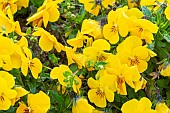 Perennial Pansy, Viola cornuta Sorbet Yellow, flowers