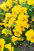 Perennial Pansy, Viola cornuta Sorbet Yellow, flowers
