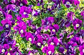 Perennial Pansy, Viola cornuta Sorbet Pourpre à centre clair, Viola cornuta Halo Purple, flowers