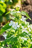 White flowered honesty, Lunaria annua White, flowers