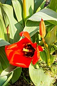 Foster Tulip, Tulipa fosteriana Madame Lefeber, flower