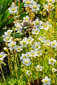 Meadow Saxifrage, Mossy Rockfoil, Saxifraga arendsii White, flowers