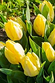 Tulipa Single Early, Tulipa Sunny Prince, flowers