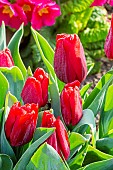 Tulip Single Early, Tulipa Red Paradise, flowers