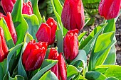 Tulip Single Early, Tulipa Red Paradise, flowers
