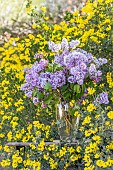 Lilac (Syringa vulgaris) flowers bouquet against Glaucous scorpion-vetch (Coronilla glauca) in bloom, Bouches-du-Rhone, France