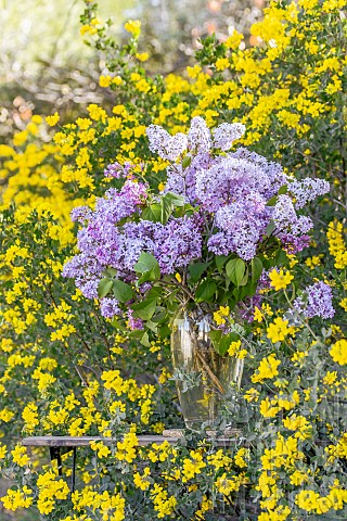 Lilac_Syringa_vulgaris_flowers_bouquet_against_Glaucous_scorpionvetch_Coronilla_glauca_in_bloom_Bouc