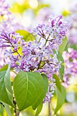 Lilac (Syringa vulgaris) lilac flowers, Bouches-du-Rhone, France